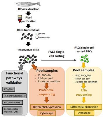 Rainbow Trout Erythrocytes ex vivo Transfection With a DNA Vaccine Encoding VHSV Glycoprotein G Induces an Antiviral Immune Response